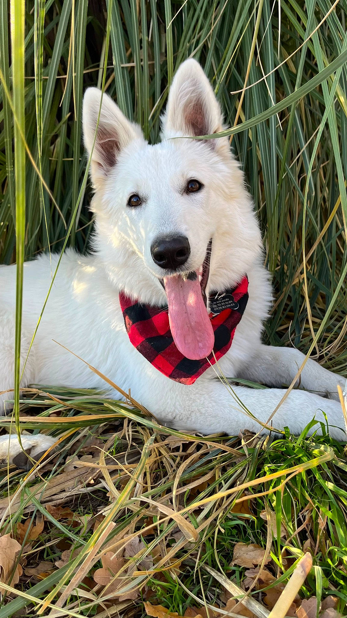 Umah a rejoint le concours — aidez-le/la à gagner de superbes lots ! ancient_dog_breeds, canidae, carnivore, collar, companion_dog, dog, dog_breed, dog_collar, dog_supply, fang, fur, grass, herding_dog, jaw, plant, samoyed, snout, sporting_group, working_animal, working_dog