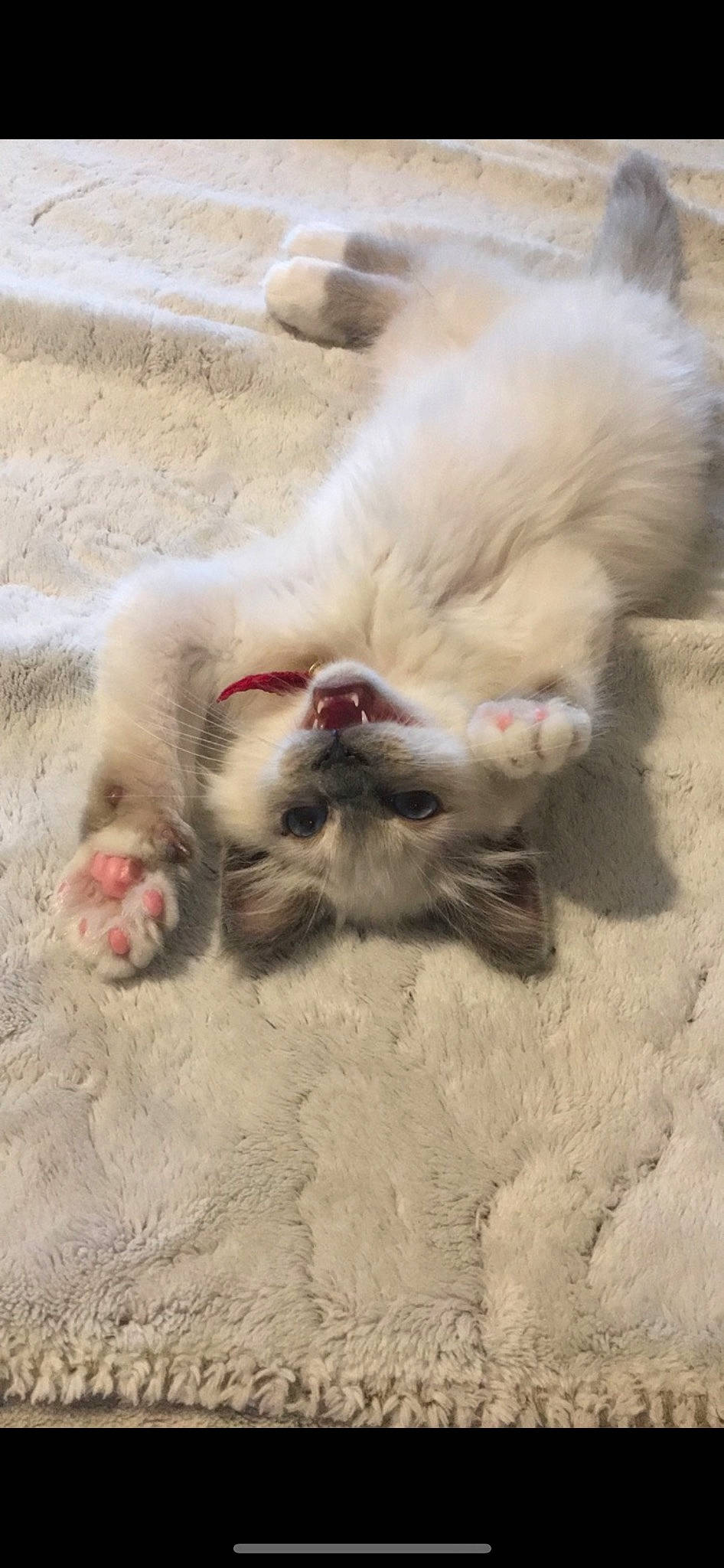 Spooky participe au concours pour gagner de l'argent avec cette photo : canidae, carnivore, cat, cat_toy, claw, dog_breed, fang, fawn, felidae, foot, fur, paw, small_to_medium_sized_cats, snout, sporting_group, tail, terrestrial_animal, toe, whiskers, yawn