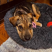 Afton joined the competition — help win amazing prizes! animal, black, brown, carpet, collar, cozy, cute, dog, ears, flooring, fluffy, fur, indoor, laying_down, looking, pet_bed, puppy, resting, toy, wooden_floor