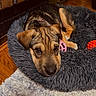 animal, black, brown, carpet, collar, cozy, cute, dog, ears, flooring, fluffy, fur, indoor, laying_down, looking, pet_bed, puppy, resting, toy, wooden_floor