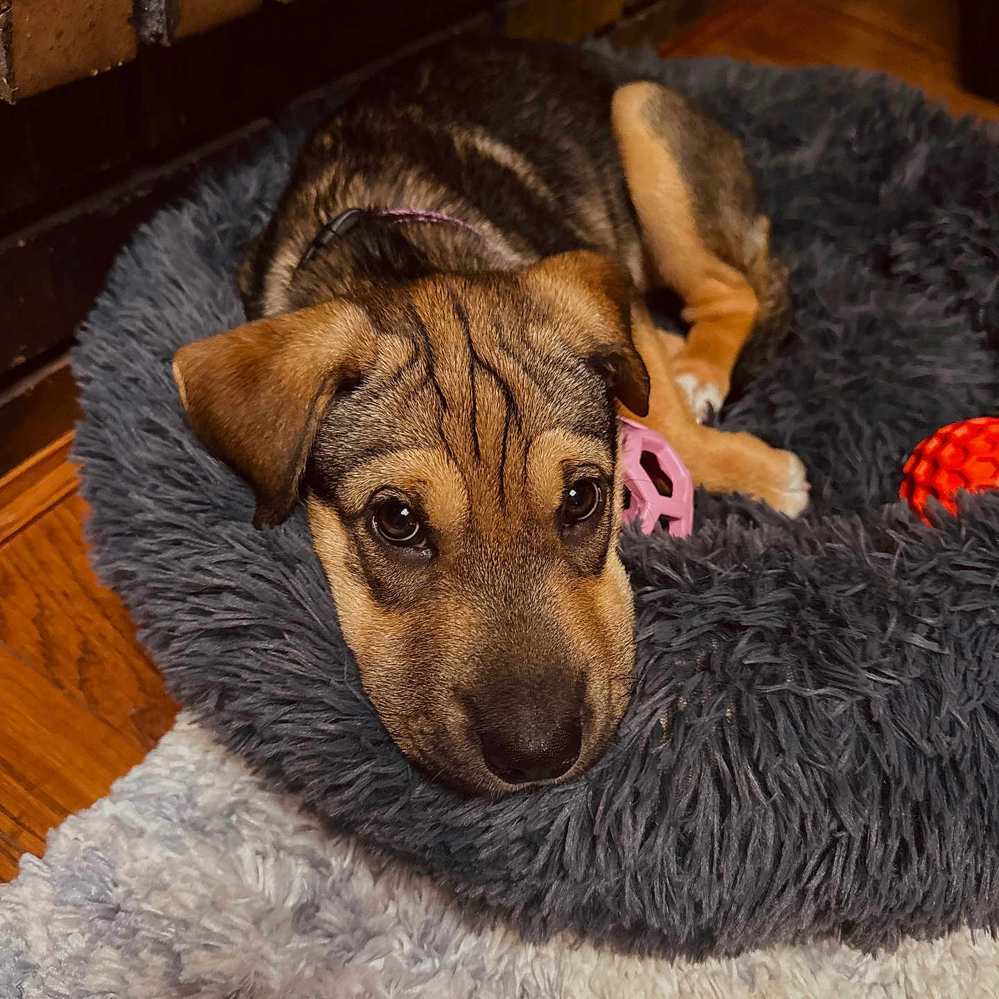 Afton joined the competition — help win amazing prizes! animal, black, brown, carpet, collar, cozy, cute, dog, ears, flooring, fluffy, fur, indoor, laying_down, looking, pet_bed, puppy, resting, toy, wooden_floor