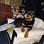 dog, rottweiler, couch, person, indoor, living_room, furniture, lamp, shelf, wooden_panel, brick_wall, hand, black_dog, tongue_out, relaxed, casual, jeans, white_couch, home, pet