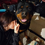 Thor participe au concours pour gagner de l'argent avec cette photo : dog, rottweiler, person, indoor, couch, plush_toy, blanket, happy, smiling, face, hand, sitting, relaxed, furniture, casual_clothing, footwear, shadow, living_room, resting, cozy