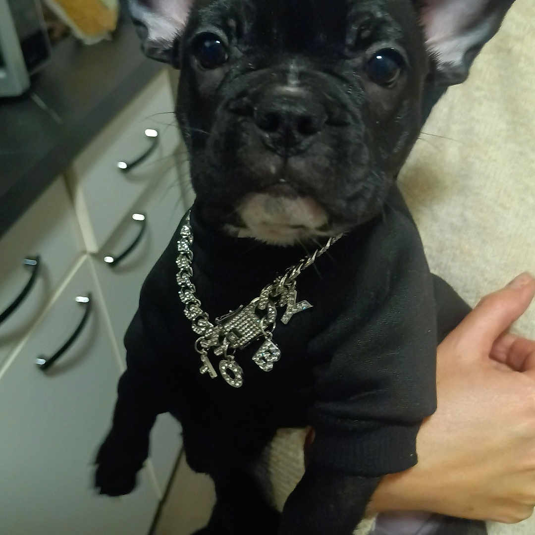 Toby participe au concours pour gagner de l'argent avec cette photo : accessories, animal, bodypart, bostonbull, boxer, bulldog, canine, dog, finger, frenchbulldog, hand, indoors, jewelry, kitchen, necklace, person, pet, pitbull, pug, puppy