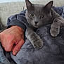 Moon a rejoint le concours — aidez-le/la à gagner de superbes lots ! cat, gray_cat, pet, animal, hand, blanket, fleece, cozy, indoor, couch, furniture, domestic_animal, snuggling, close_up, paw, relaxing, soft_texture, curious, human_hand, resting