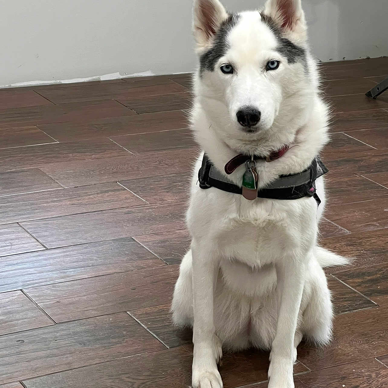 Piper joined the competition — help win amazing prizes! alert, animal, black_markings, blue_eyes, canine, collar, dog, ears, flooring, fur, harness, house, indoor, nose, paw, pet_tag, siberian_husky, sitting, white_fur, wooden_floor