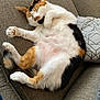 cat, calico, sleeping, couch, furniture, pillow, indoor, pet, fur, relaxed, cozy, whiskers, paw, resting, animal, cute, domestic, mammal, calm, home