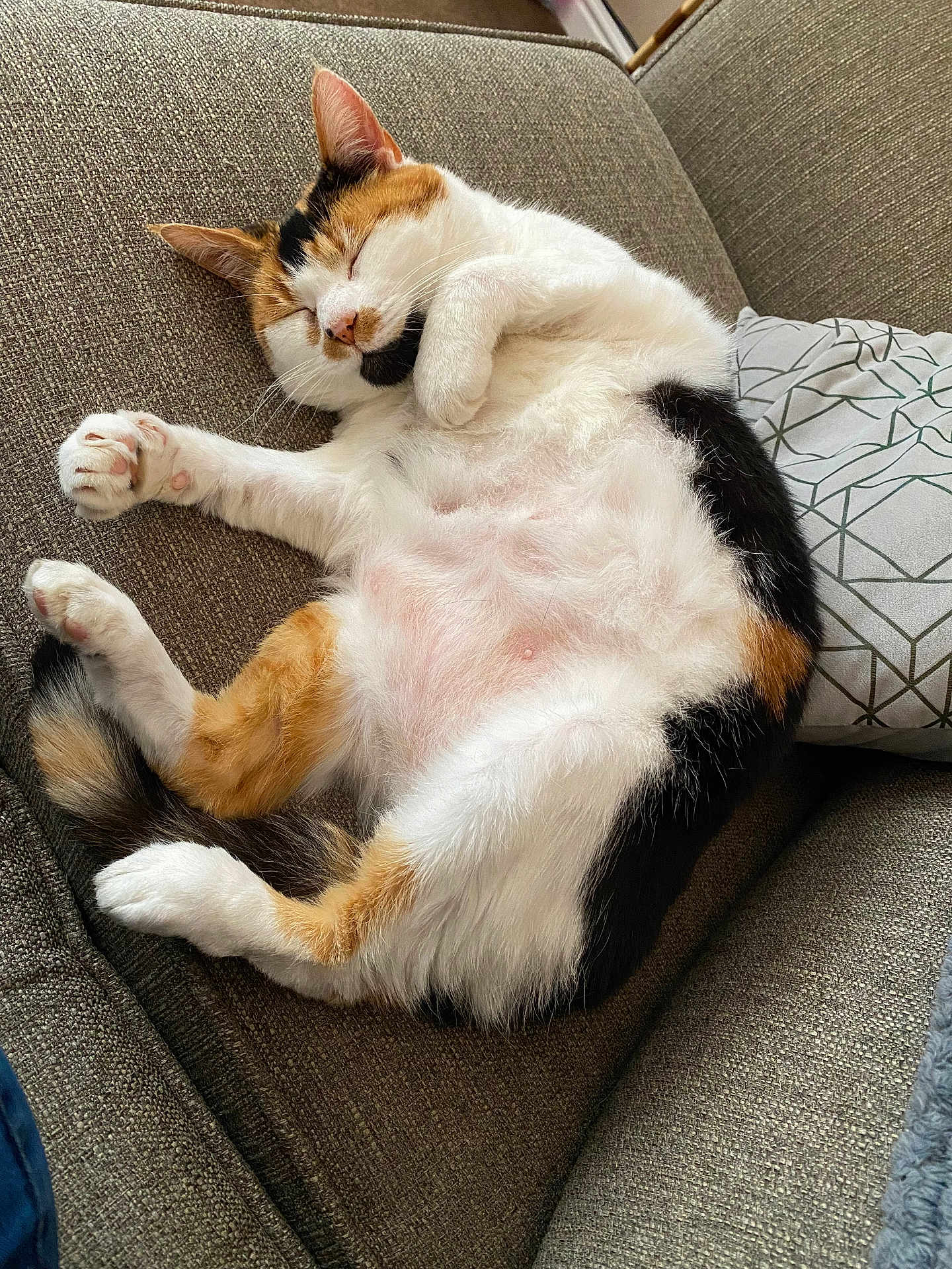 Saffy is registered to the contest to win money with this photo: cat, calico, sleeping, couch, furniture, pillow, indoor, pet, fur, relaxed, cozy, whiskers, paw, resting, animal, cute, domestic, mammal, calm, home
