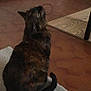 Néti a rejoint le concours — aidez-le/la à gagner de superbes lots ! animal, back_view, cat, cozy, curious, domestic, feline, floor, fur, home, indoor, looking_up, pet, quiet, rug, sitting, still_life, tile_floor, tortoiseshell, wooden_surface