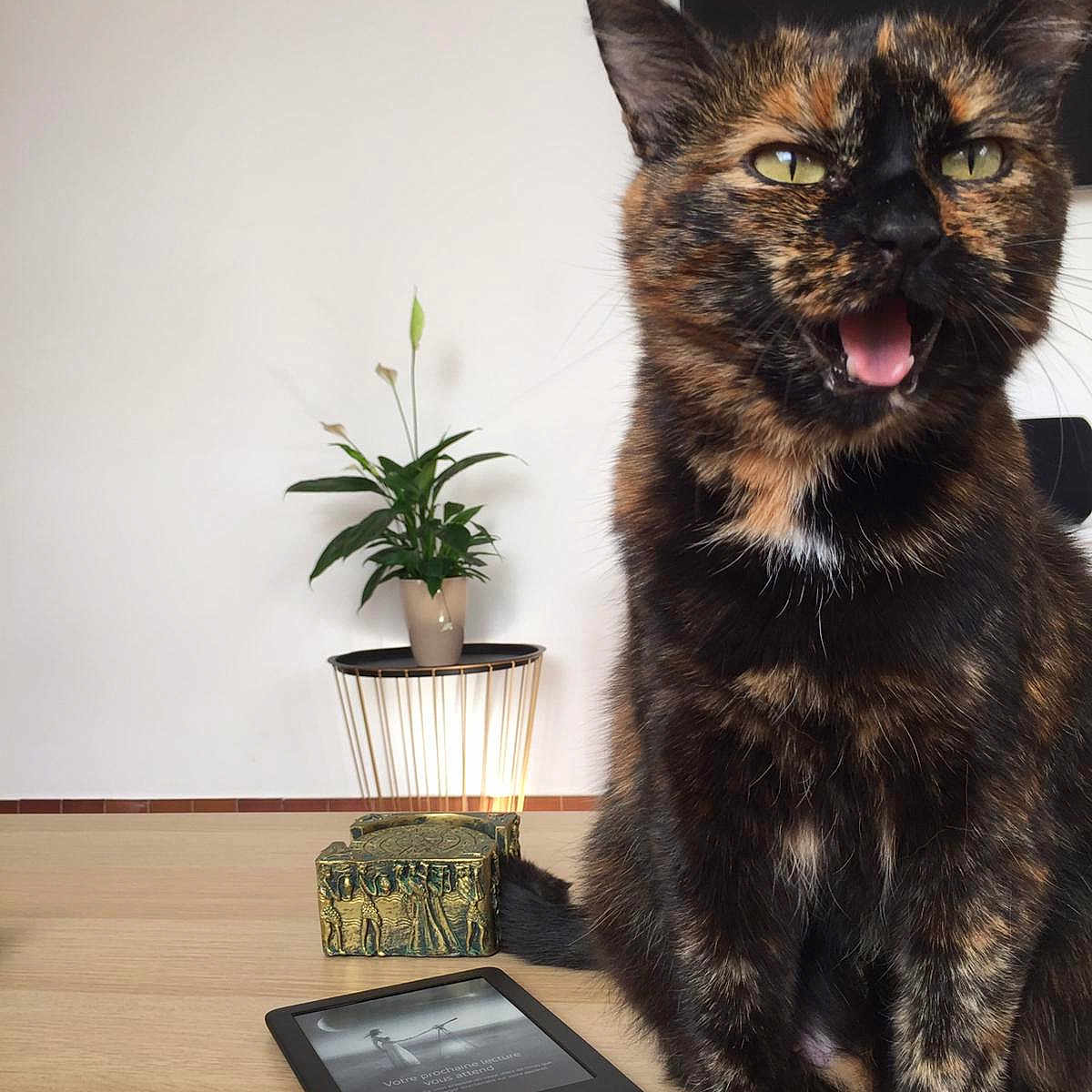 Néti participe au concours pour gagner de l'argent avec cette photo : animal, box, cat, decor, domestic_animal, feline, fur, houseplant, indoor, kindle, mouth_open, pet, plant, potted_plant, reading_device, sitting, table, tortoiseshell, whiskers, wooden_table