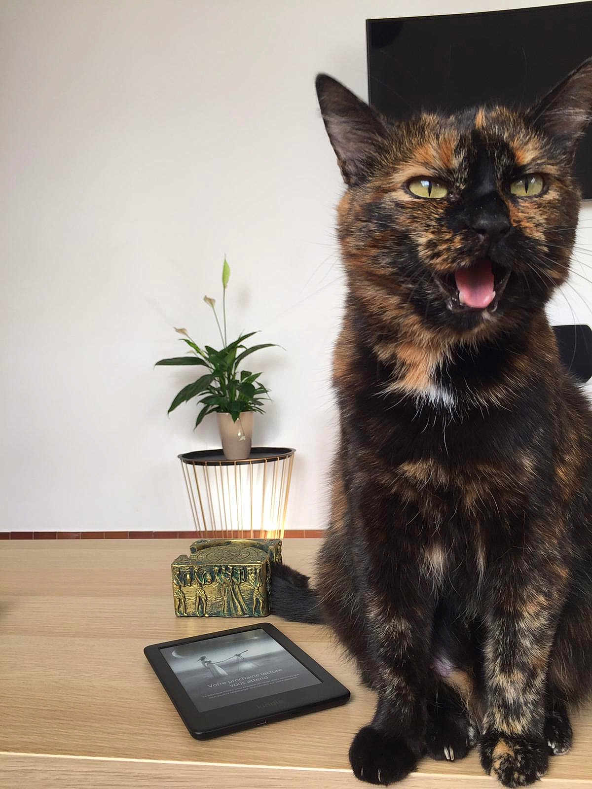 Néti participe au concours pour gagner de l'argent avec cette photo : animal, box, cat, decor, domestic_animal, feline, fur, houseplant, indoor, kindle, mouth_open, pet, plant, potted_plant, reading_device, sitting, table, tortoiseshell, whiskers, wooden_table