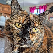 Néti participe au concours pour gagner de l'argent avec cette photo : animal, cat, close_up, closeup, curtains, domestic_cat, ears, face, fur, furniture, home, indoor, looking, nose, pet, portrait, tortoiseshell, whiskers, whiskers_visible, yellow_eyes