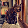 animal, books, bookshelf, cat, collar, couch, cozy, curiosity, decor, furniture, home, indoor, pet, plant, sitting, sunlight, tortoiseshell_cat, window, wooden_frame, yellow_eyes