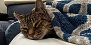 Micko is registered to the contest to win money with this photo: blanket, cat, closeup, comfort, couch, cozy, ear, face, feline, fur, home, indoor, nap, pet, relaxation, resting, sleepy, soft, tabby, whiskers