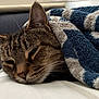 blanket, cat, closeup, comfort, couch, cozy, ear, face, feline, fur, home, indoor, nap, pet, relaxation, resting, sleepy, soft, tabby, whiskers
