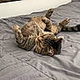 Micko is registered to the contest to win money with this photo: bed, cat, cozy, cute, domestic_animal, feline, fur, gray, indoor, lying_down, paws, pet, quilt, relaxed, resting, sleepy, striped, tabby, tail, whiskers