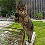 animal, backyard, cat, chair, curious, daylight, fence, flower, garden, grass, greenery, nature, outdoor, paw, pet, plant, potted_plant, standing, tabby_cat, wood