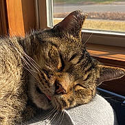 Micko is registered to the contest to win money with this photo: animal, cat, closeup, cozy, cute, domestic_cat, fur, indoor, mammal, nap, peaceful, pet, relaxed, resting, sleeping, sunlight, tabby, tongue_out, whiskers, window