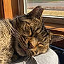 animal, cat, closeup, cozy, cute, domestic_cat, fur, indoor, mammal, nap, peaceful, pet, relaxed, resting, sleeping, sunlight, tabby, tongue_out, whiskers, window