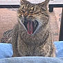 Micko is registered to the contest to win money with this photo: animal, blue, can, cat, closeup, fabric, fur, indoor, metal, mouth_open, pattern, pet, relaxed, sitting, tabby, table, teeth, tongue, whiskers, yawning