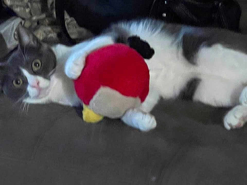 Skittles joined the competition — help win amazing prizes! cat, gray_cat, white_cat, plush_toy, red_toy, angry_birds_toy, couch, indoor, pet, animal, claw, lying_down, wide_eyes, fur, cute, domestic_cat, toy, soft_toy, resting, curious