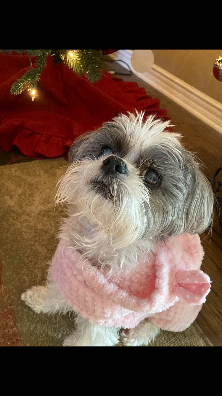 Shelby Lynn is registered to the contest to win money with this photo: biewer_terrier, canidae, carnivore, companion_dog, dog, dog_breed, dog_supply, event, fur, liver, maltepoo, puppy, shih_tzu, small_terrier, snout, sporting_group, tail, terrier, toy_dog, working_animal