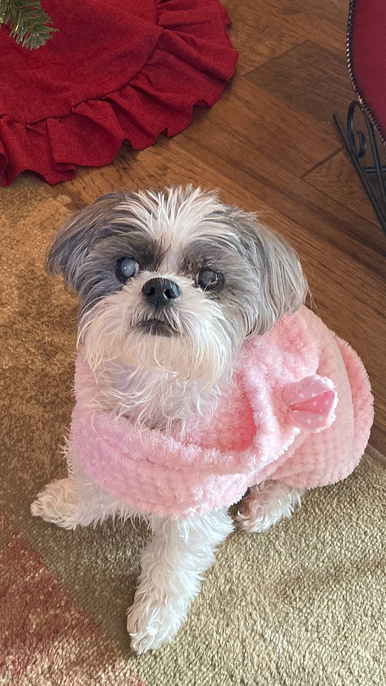 Shelby Lynn joined the competition — help win amazing prizes! biewer_terrier, canidae, carnivore, companion_dog, dog, dog_breed, dog_clothes, dog_supply, fawn, fur, liver, mal_shi, shih_poo, shih_tzu, small_terrier, snout, sporting_group, terrier, toy_dog, working_animal