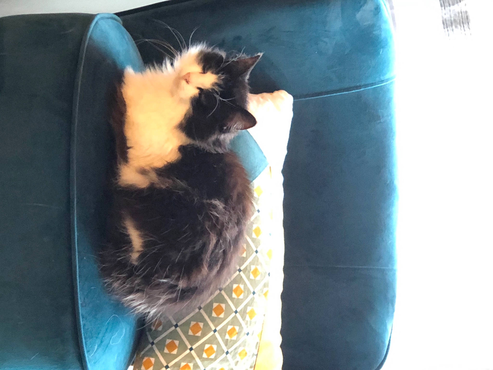 Chouppa a rejoint le concours — aidez-le/la à gagner de superbes lots ! baggage, box, cardboard, carnivore, cat, cat_furniture, cat_supply, comfort, felidae, pet_supply, small_to_medium_sized_cats, tail, vertebrate, waste_container, waste_containment, whiskers