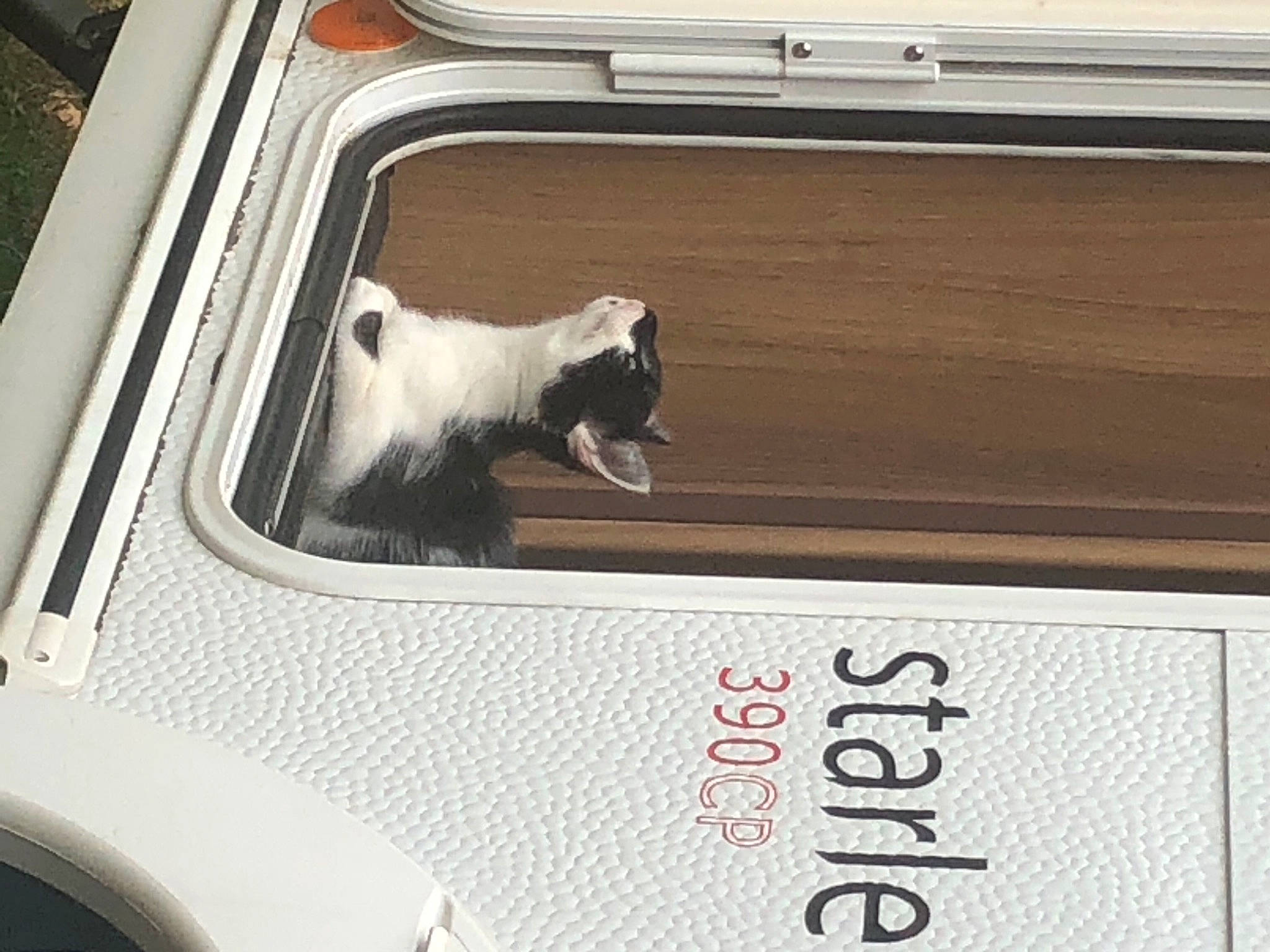 Chamalow participe au concours pour gagner de l'argent avec cette photo : automotive_exterior, automotive_window_part, bumper, carnivore, cat, felidae, grille, hood, small_to_medium_sized_cats, symbol, vehicle_door, windscreen_wiper, windshield