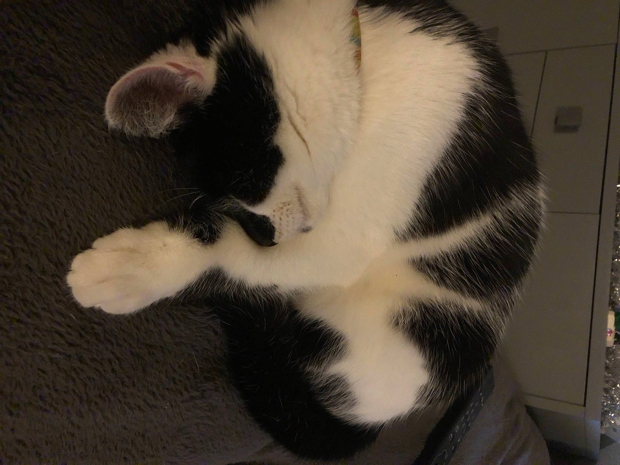 Chamalow participe au concours pour gagner de l'argent avec cette photo : carnivore, cat, felidae, fur, small_to_medium_sized_cats, snout, tail, terrestrial_animal, whiskers