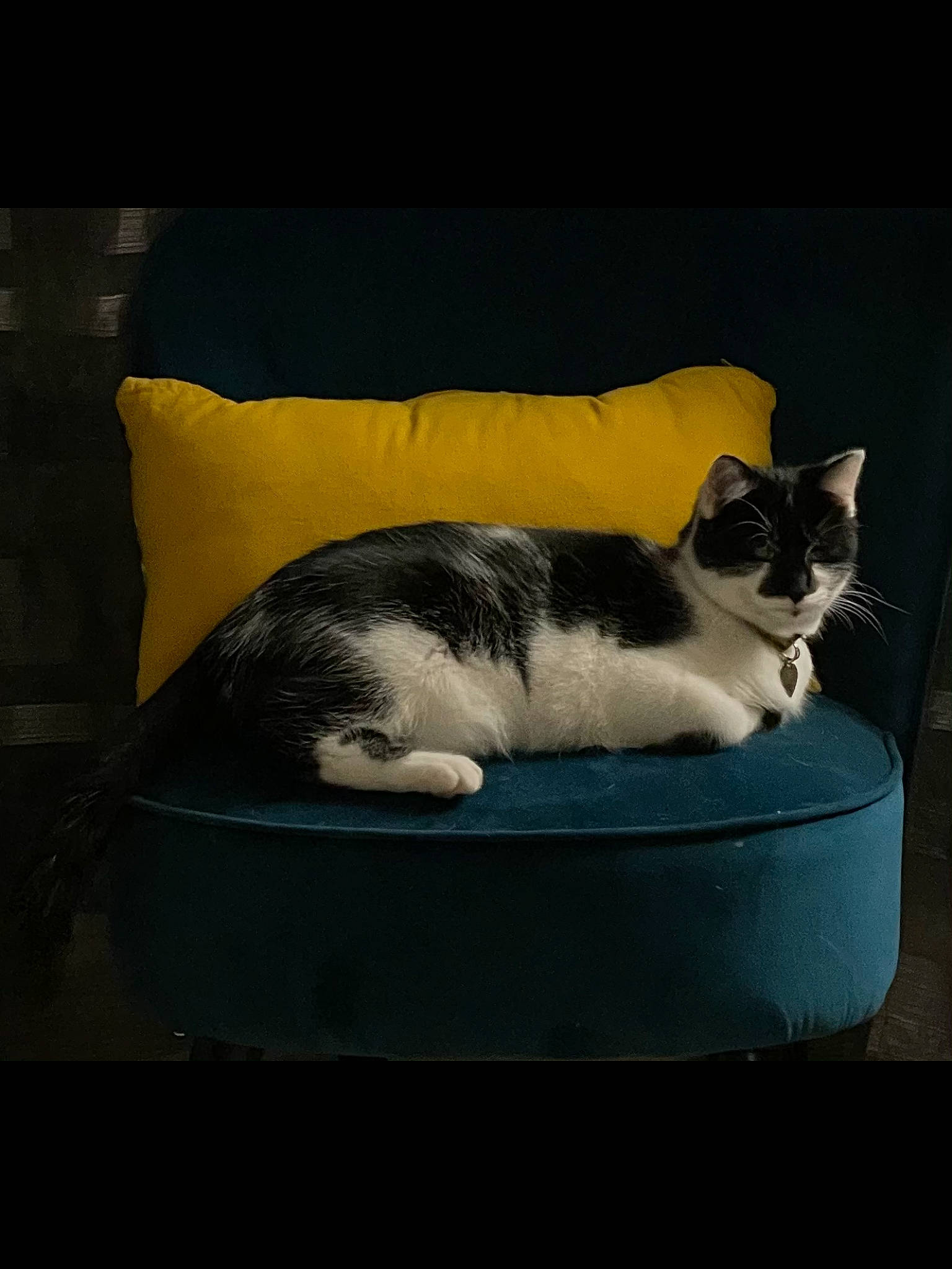 Chamalow participe au concours pour gagner de l'argent avec cette photo : carnivore, cat, cat_supply, comfort, couch, darkness, domestic_short_haired_cat, felidae, fur, grey, paw, photo_caption, rectangle, sky, small_to_medium_sized_cats, snout, tail, tints_and_shades, whiskers, window