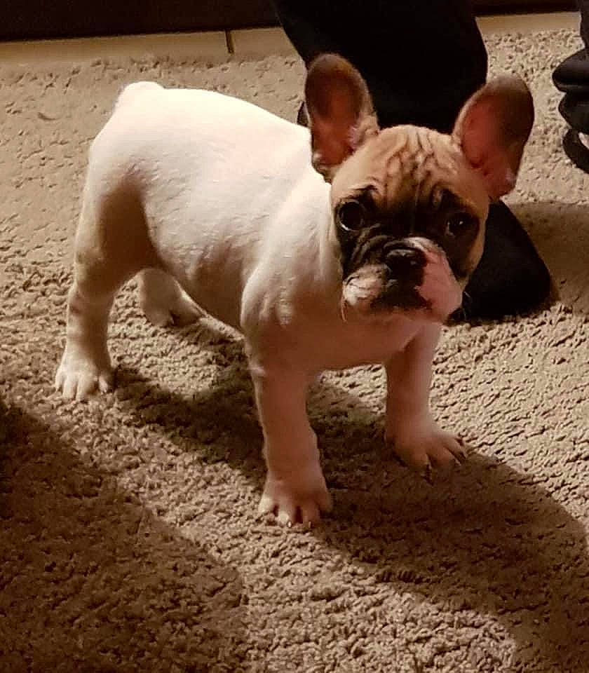 Opale participe au concours pour gagner de l'argent avec cette photo : bulldog, canidae, carnivore, comfort, companion_dog, dog, dog_breed, eye, fawn, flooring, foot, french_bulldog, grass, plant, snout, sporting_group, tail, toy_dog, white_english_bulldog, wrinkle