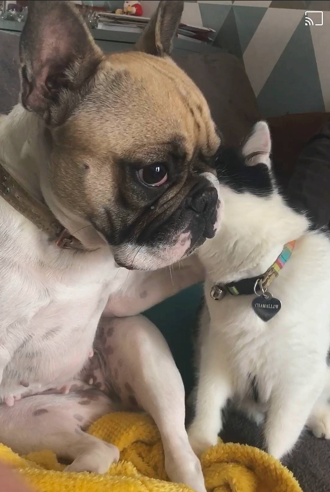 Opale participe au concours pour gagner de l'argent avec cette photo : canidae, carnivore, collar, dog, dog_breed, dog_collar, fawn, french_bulldog, mammal, pet_supply, pug, puppy, skin, snout, terrestrial_animal, toy_dog, vertebrate, whiskers, working_animal, wrinkle