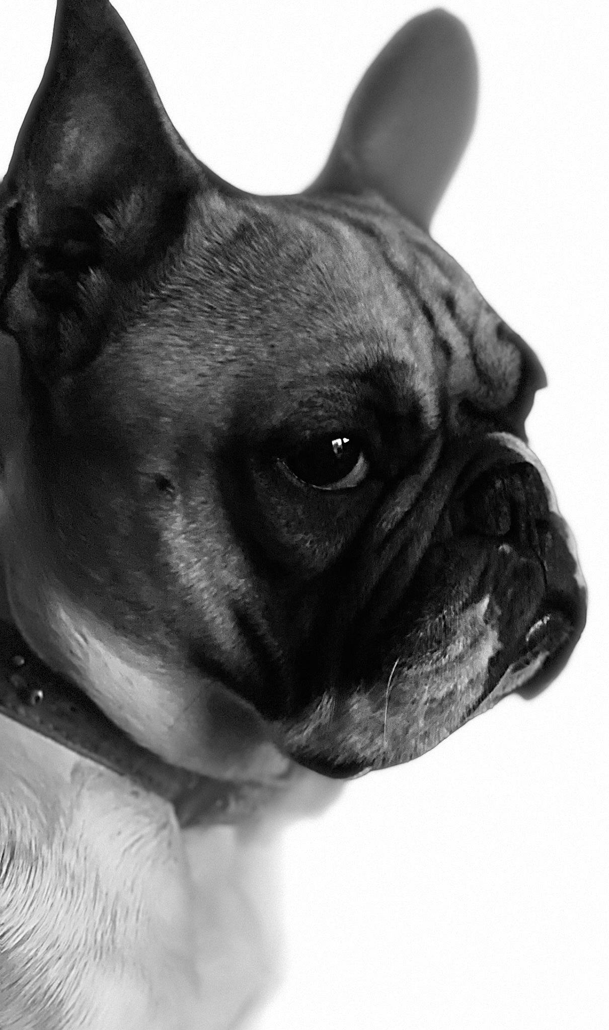 Opale a rejoint le concours — aidez-le/la à gagner de superbes lots ! black, bulldog, canidae, carnivore, collar, companion_dog, dog, dog_breed, fawn, french_bulldog, mammal, monochrome_photography, non_sporting_group, pug, skin, snout, toy_dog, whiskers, working_animal, wrinkle