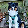 animal, black_and_white, border_collie, brown, closeup, dog, flower_pot, fluffy, garden, harness, long_hair, nature, outdoor, pet, plant, portrait, rocks, sitting, stones, wooden_fence