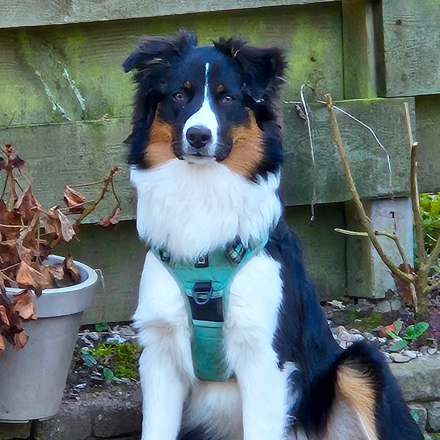 Amaya participe au concours pour gagner de l'argent avec cette photo : animal, black_and_white, border_collie, brown, closeup, dog, flower_pot, fluffy, garden, harness, long_hair, nature, outdoor, pet, plant, portrait, rocks, sitting, stones, wooden_fence