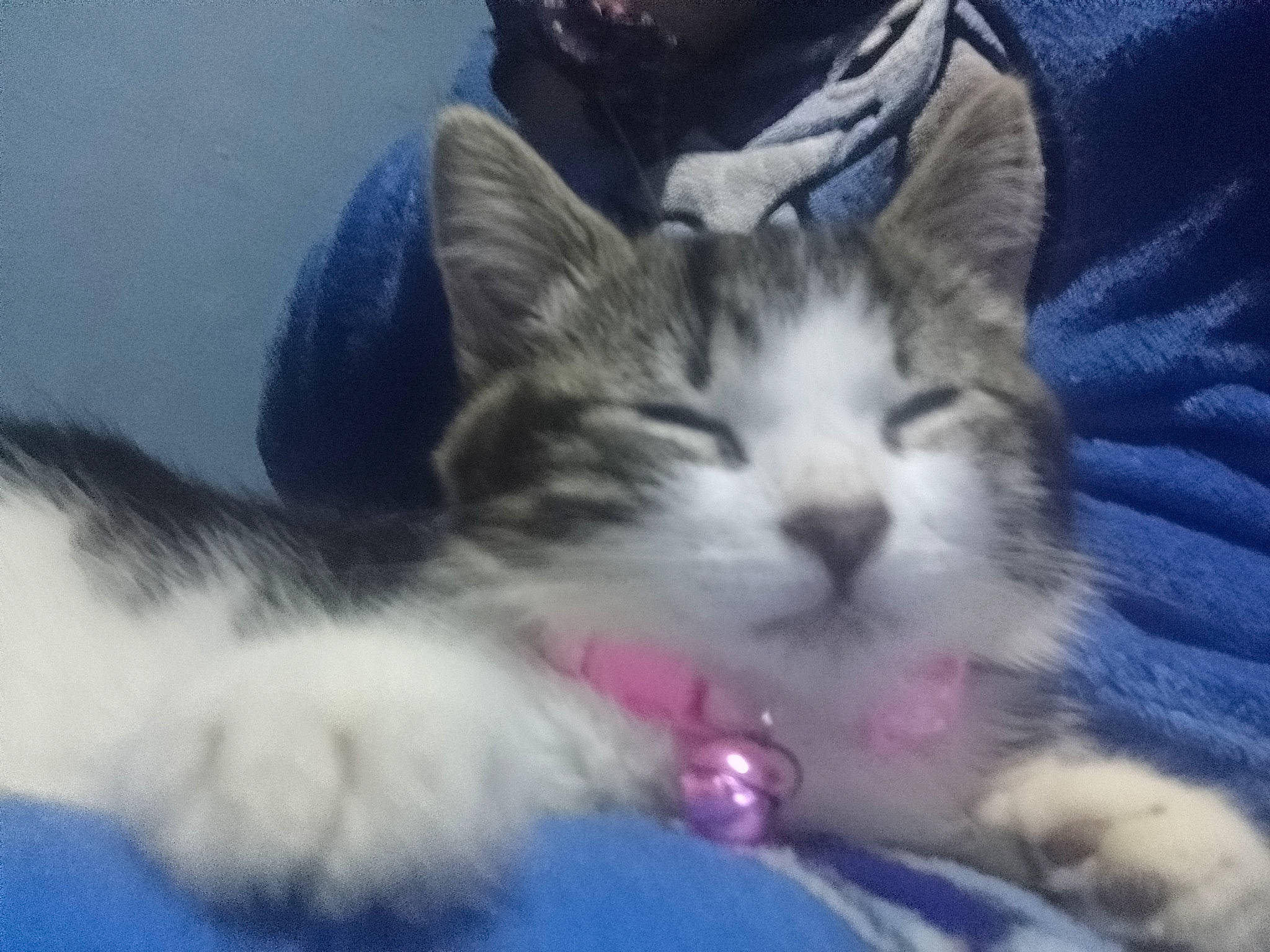 Luna is registered to the contest to win money with this photo: carnivore, cat, cat_supply, claw, cloud, comfort, domestic_short_haired_cat, electric_blue, felidae, foot, fur, lap, nap, paw, small_to_medium_sized_cats, snout, whiskers