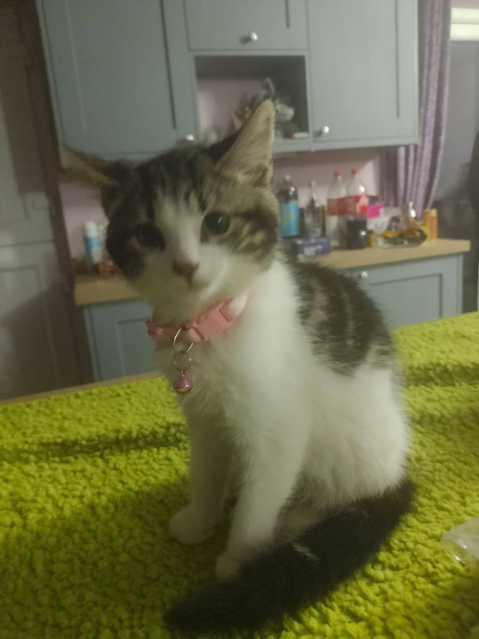 Luna is registered to the contest to win money with this photo: carnivore, cat, claw, computer_monitor, domestic_short_haired_cat, felidae, flooring, fur, home_appliance, paw, peripheral, picture_frame, small_to_medium_sized_cats, snout, tail, television, whiskers