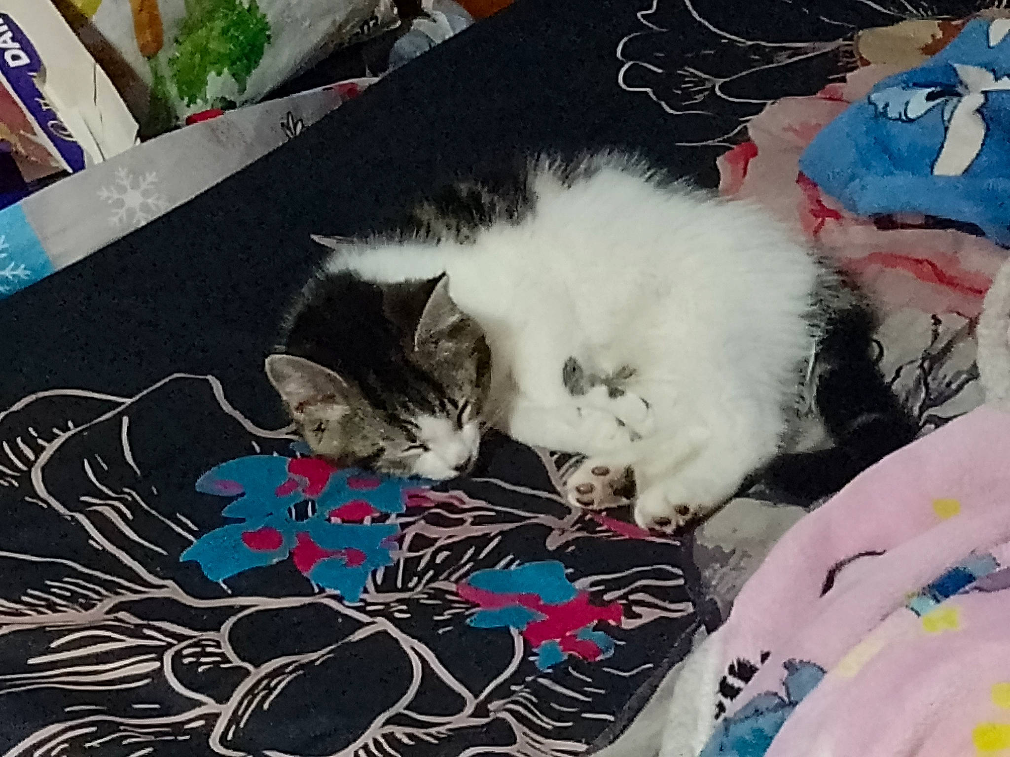 Luna is registered to the contest to win money with this photo: art, bedding, carnivore, cat, comfort, domestic_short_haired_cat, felidae, fur, lap, linens, love, nap, pattern, paw, small_to_medium_sized_cats, square, tail, textile, visual_arts, whiskers