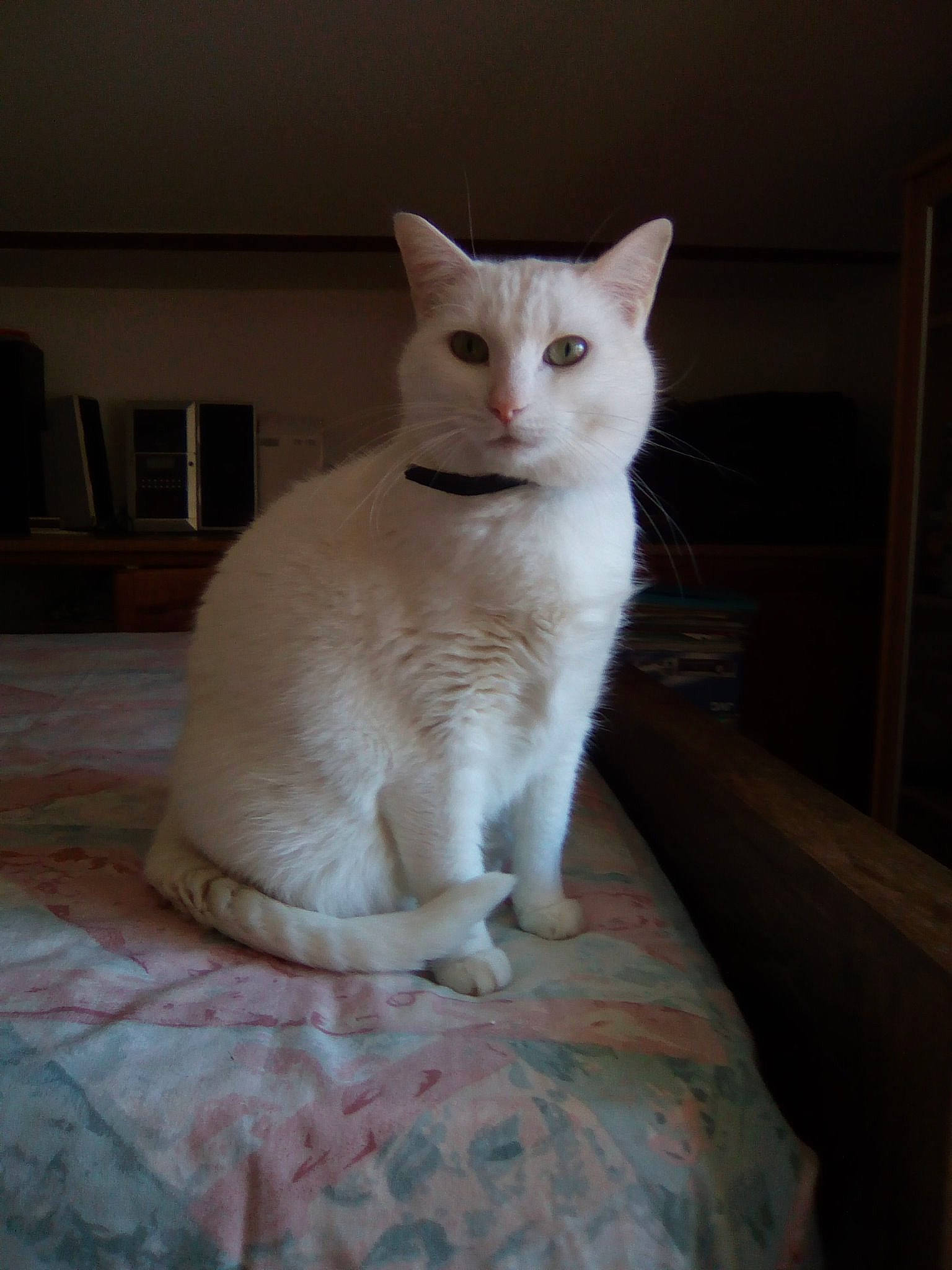 Snow a rejoint le concours — aidez-le/la à gagner de superbes lots ! aegean_cat, burmilla, cat, cat_like_mammal, colorpoint_shorthair, domestic_short_haired_cat, european_shorthair, eye, fauna, fur, khao_manee, kitten, paw, person, small_to_medium_sized_cats, snout, turkish_angora, turkish_van, whiskers, white