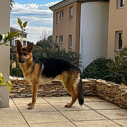 Uber participe au concours pour gagner de l'argent avec cette photo : dog, german_shepherd, patio, stone_wall, plants, greenery, outdoor, sky, clouds, building, window, tile_floor, animal, canine, standing, alert, nature, daylight, residential_area, ears_up