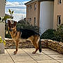 dog, german_shepherd, patio, stone_wall, plants, greenery, outdoor, sky, clouds, building, window, tile_floor, animal, canine, standing, alert, nature, daylight, residential_area, ears_up