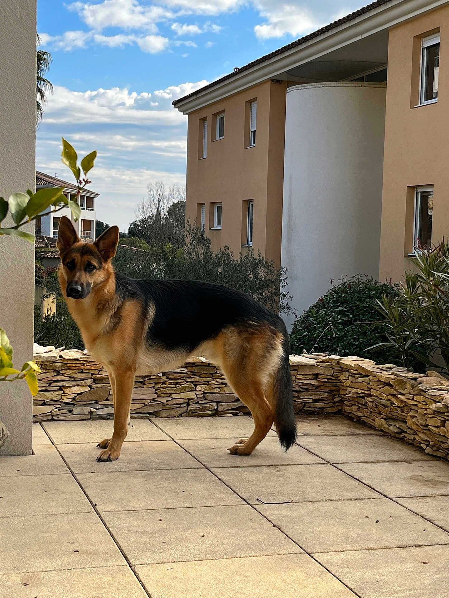 Uber participe au concours pour gagner de l'argent avec cette photo : dog, german_shepherd, patio, stone_wall, plants, greenery, outdoor, sky, clouds, building, window, tile_floor, animal, canine, standing, alert, nature, daylight, residential_area, ears_up