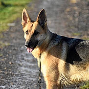 Roxie participe au concours pour gagner de l'argent avec cette photo : dog, german_shepherd, animal, pet, outdoor, path, grass, fur, leash, canine, tongue_out, alert, walking, nature, mammal, ears, side_view, daylight, portrait, standing