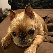 Paris is registered to the contest to win money with this photo: animal, blanket, brussels_griffon, close_up, couch, cute, dog, ears, eyes, face, fur, home, indoors, paw, pet, portrait, puppy, relaxed, small_dog, tan_fur