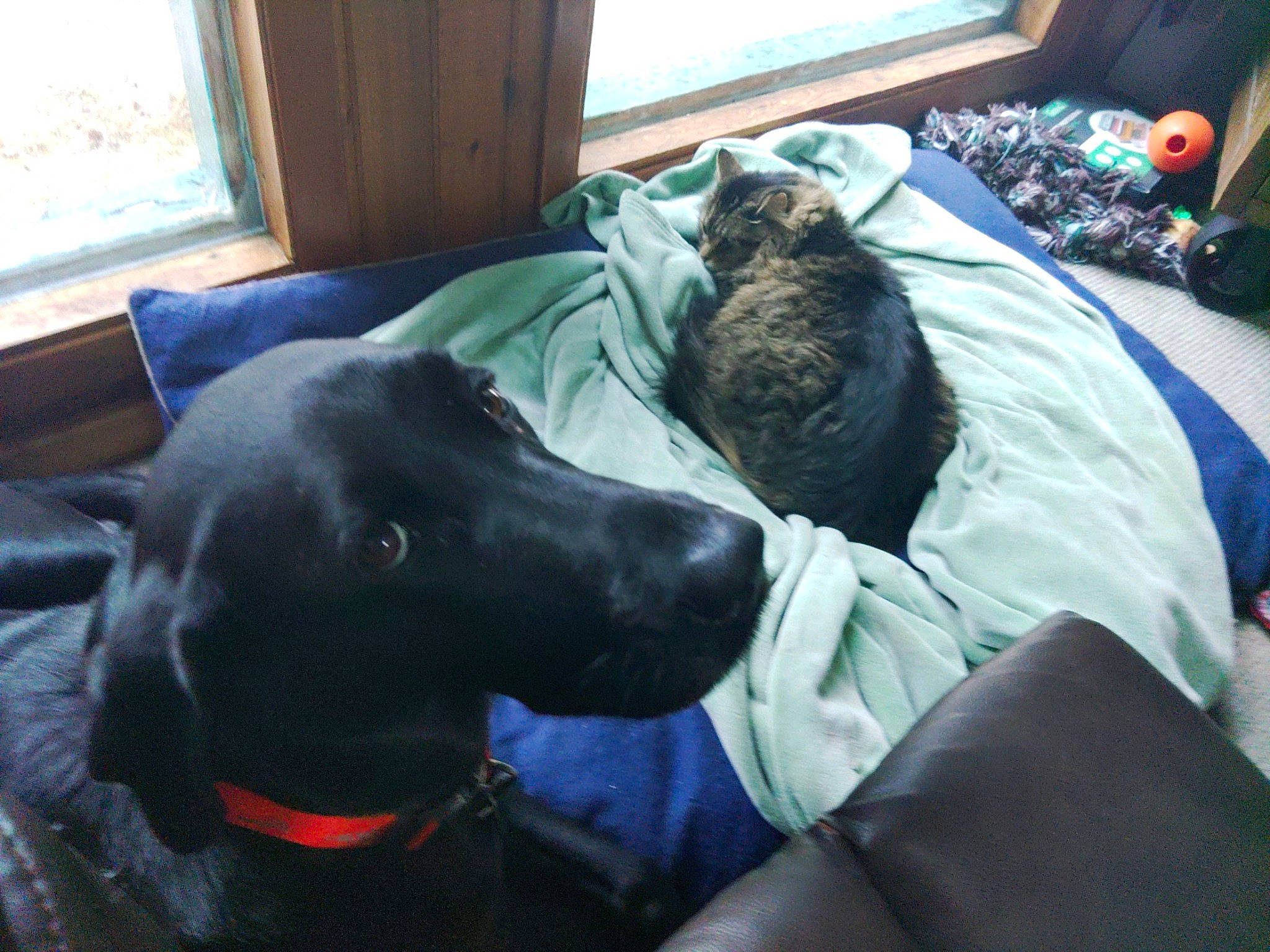 Boo-boo Bear is registered to the contest to win money with this photo: borador, carnivore, cat, collar, comfort, companion_dog, dog, dog_breed, dog_collar, felidae, fur, grey, guard_dog, gun_dog, mammal, room, snout, vertebrate, window, working_animal