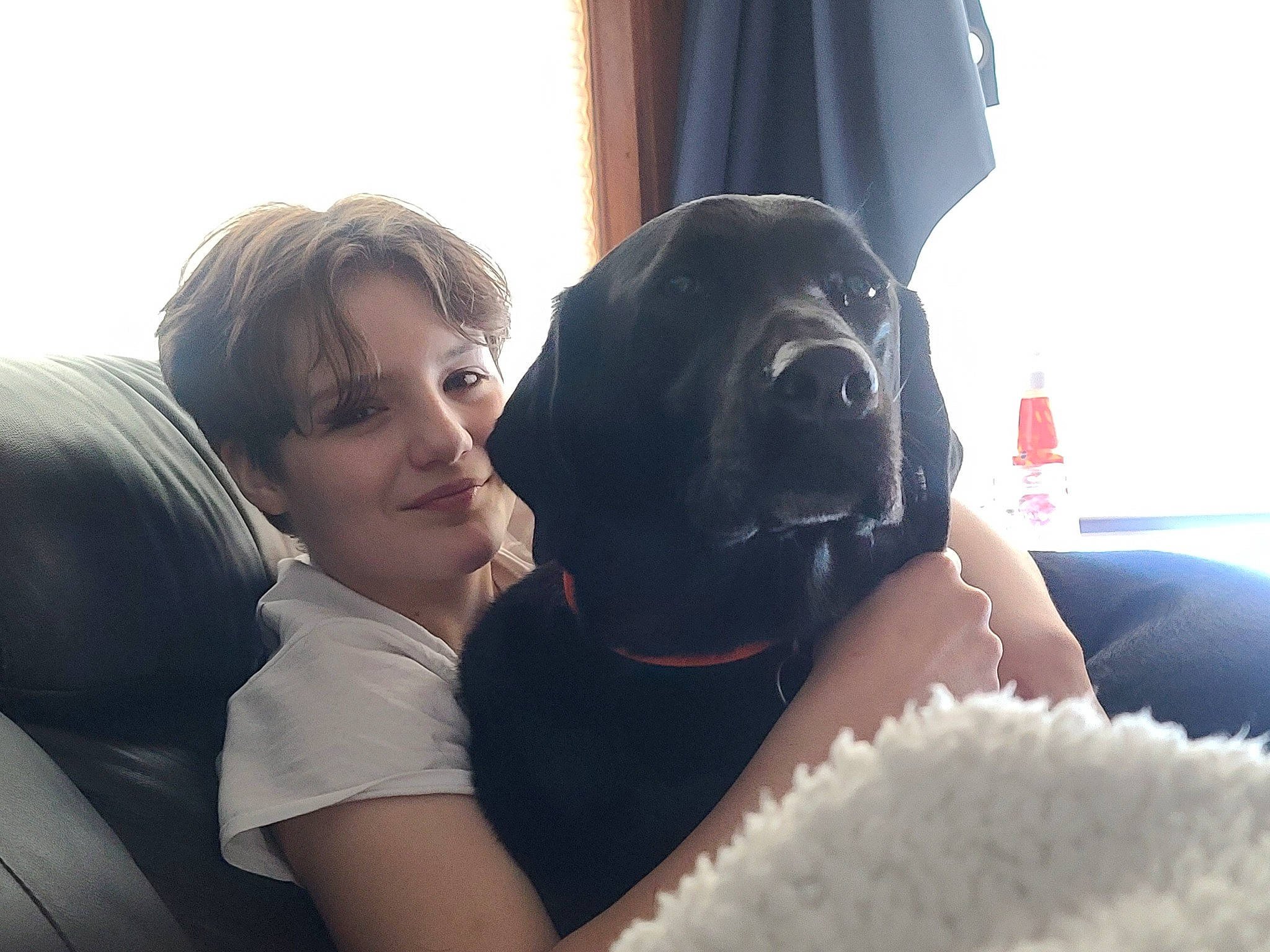 Boo-boo Bear joined the competition — help win amazing prizes! canidae, carnivore, comfort, companion_dog, curtain, dog, dog_breed, fawn, fun, fur, gesture, guard_dog, happy, leisure, love, mammal, sitting, smile, sporting_group, travel