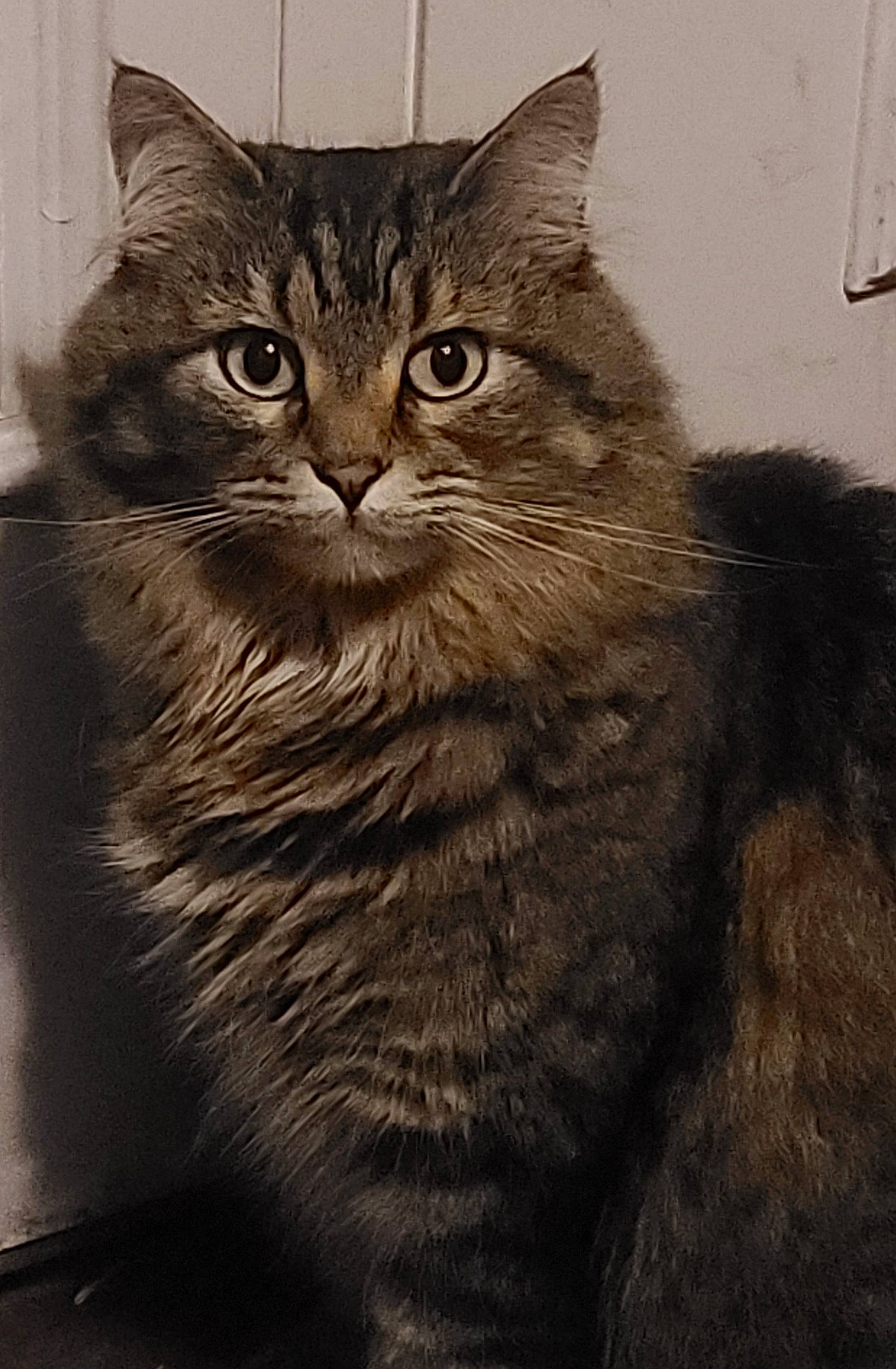 Abby is registered to the contest to win money with this photo: box, carnivore, cat, domestic_short_haired_cat, felidae, fur, iris, monochrome, monochrome_photography, small_to_medium_sized_cats, snout, terrestrial_animal, whiskers, window