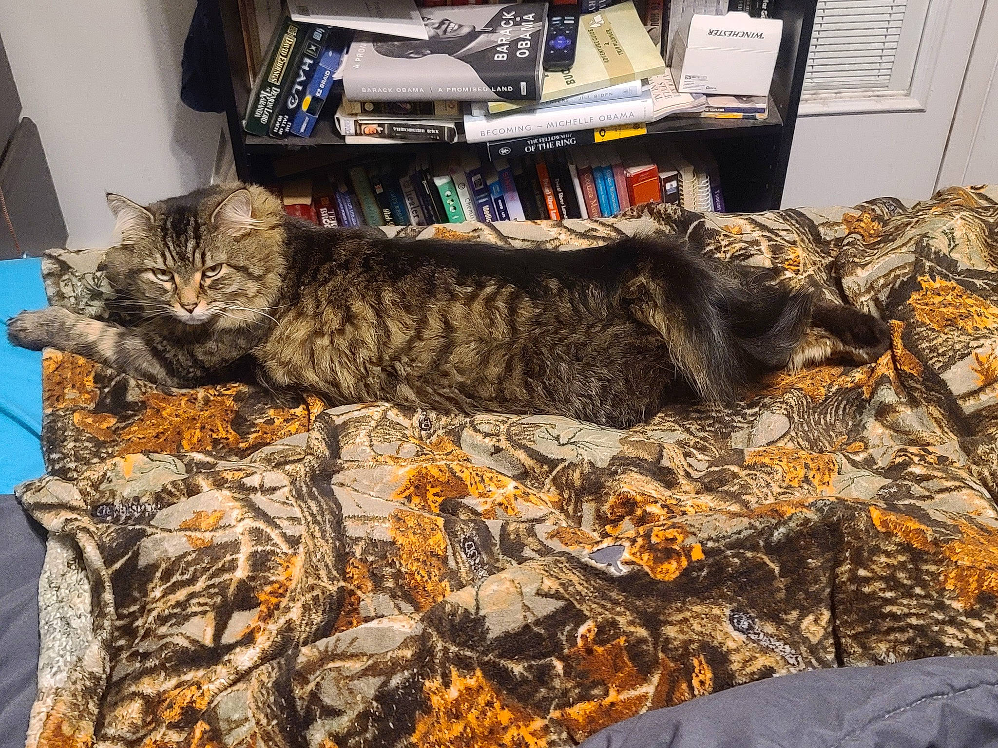 Abby is registered to the contest to win money with this photo: carnivore, cat, comfort, domestic_short_haired_cat, felidae, fur, grass, linens, military_camouflage, nap, pattern, small_to_medium_sized_cats, snout, tail, terrestrial_animal, textile, tree, whiskers, wood