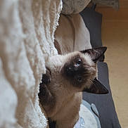 Kyra a rejoint le concours — aidez-le/la à gagner de superbes lots ! siamese_cat, kitten, blue_eyes, curious, fluffy_blanket, cozy, indoor, cushion, home, pet, animal, feline, soft_texture, resting, cute, young_cat, whiskers, ears, fur, domestic_cat
